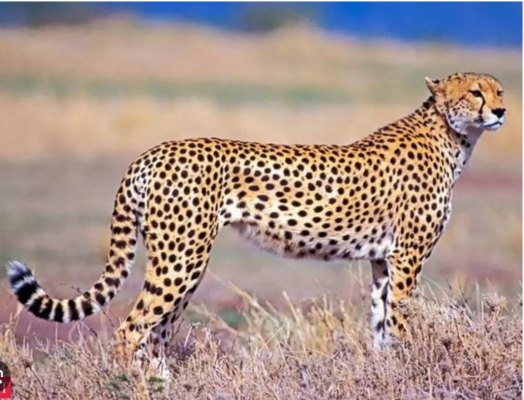 Screenshot 2023 06 13 at 17 25 44 kuno asha cheetah Google Search 1