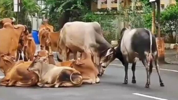 રખડતા પશુઓ