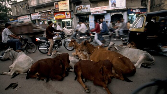 stray cattle