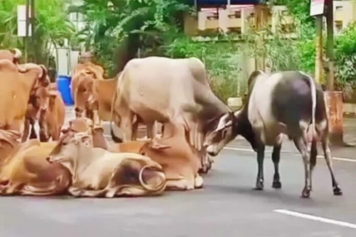 ઢોર