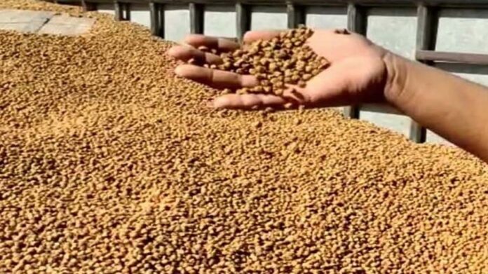 સરકારી ચણા