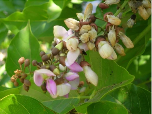 કરંજ તેલના ફાયદા (કરંજ ફૂલ)