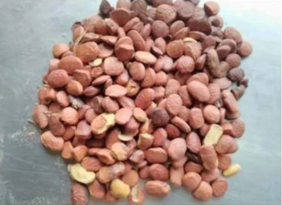 કરંજ તેલના ફાયદા
