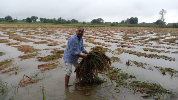 Unseasonal rains with strong winds caused heavy losses to farmers
