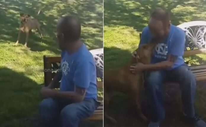 Dog Lover