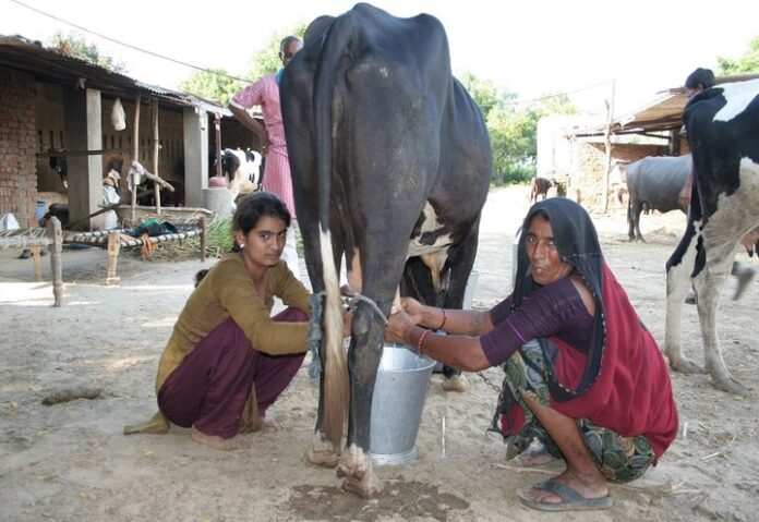 પશુ પાલક