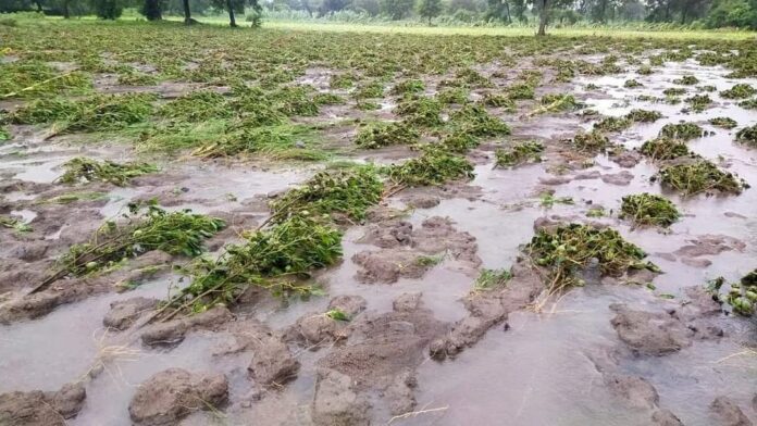 Unseasonal rains with strong winds caused heavy losses to farmers