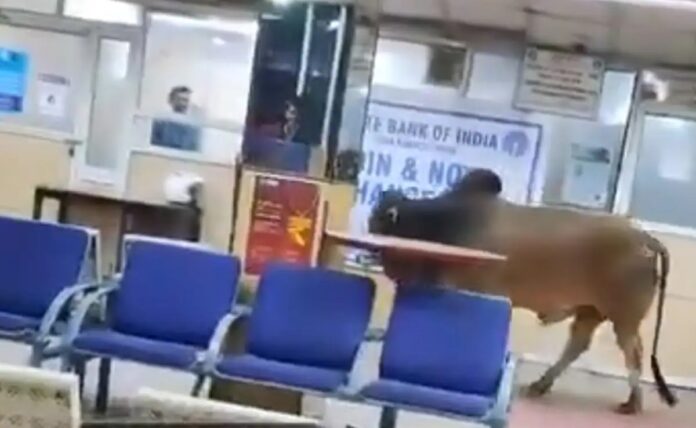 Bull in SBI Bank: