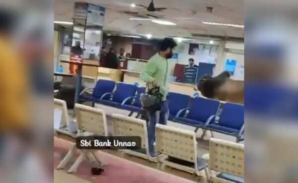 Bull in SBI Bank 2