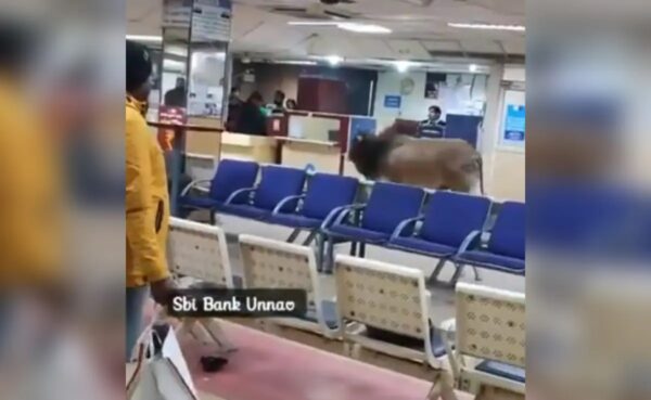 Bull in SBI Bank 3