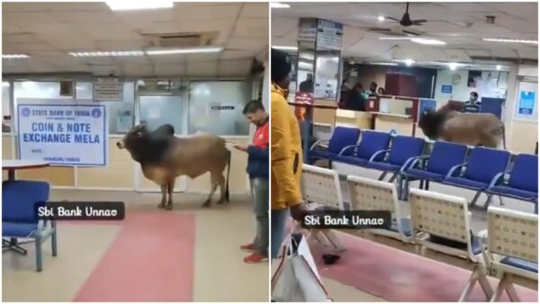 Bull in SBI Bank: 