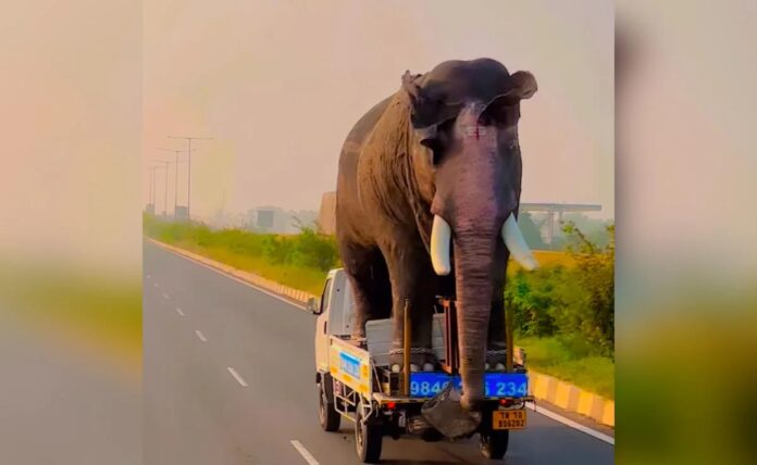 Elephant on chhota haathi : Viral Video