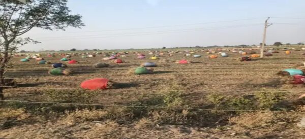 ખેડૂતો નુકસાનની ચિંતામાં