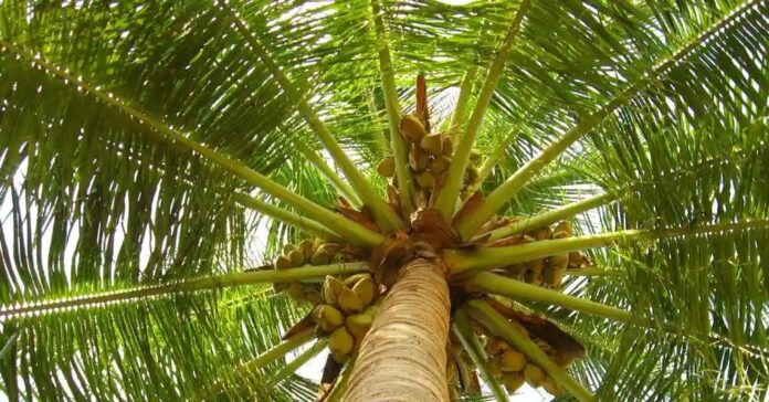 Coconut tax से नारियल पानी होगा महँगा
