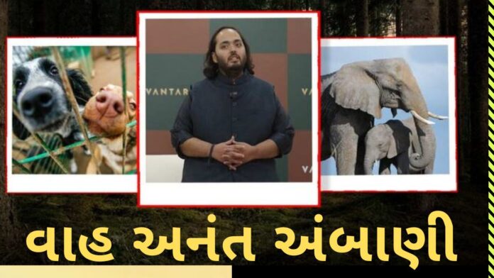 Anant Ambani's Vantara Photos