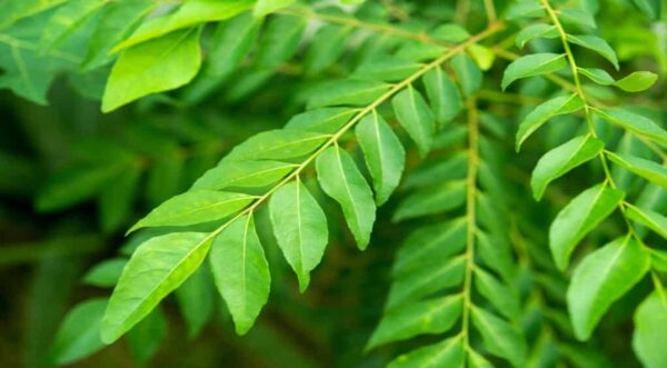 disadvantages of Curry leaves
