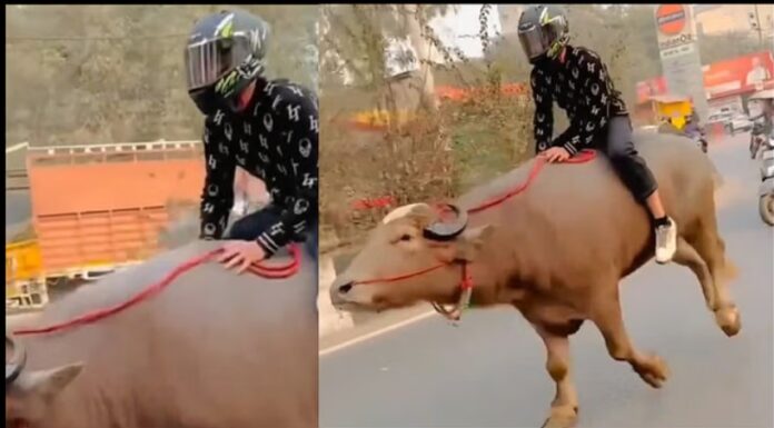 Funny Viral Video: હેલ્મેટ પહેરીને યુવક બાઇકની જેમ ભેંસ પર બેસીને રોડ પર દોડતો જોવા મળ્યો, મોર્ડન યમરાજને જોઈ લોકો ચોંકયા