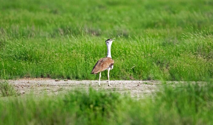 Great Indian Bustard: ચોંકાવનારો ખુલાસો, ગંભીર રીતે જોખમમાં મુકાયેલા GIB (ઘોરાડ)ની સંખ્યામાં ઘટાડો...