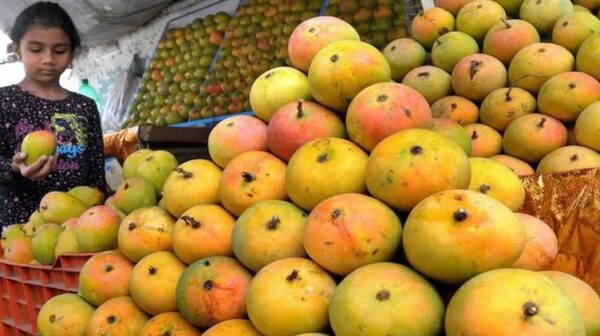 Mango Price 