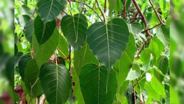 Peepal tree: ઘરમાં પીપળનું ઝાડ ઉગે છે ત્યારે શું કરવું..? વૃક્ષ અને છોડ સાથે જોડાયેલા આ 5 નિયમો જાણો