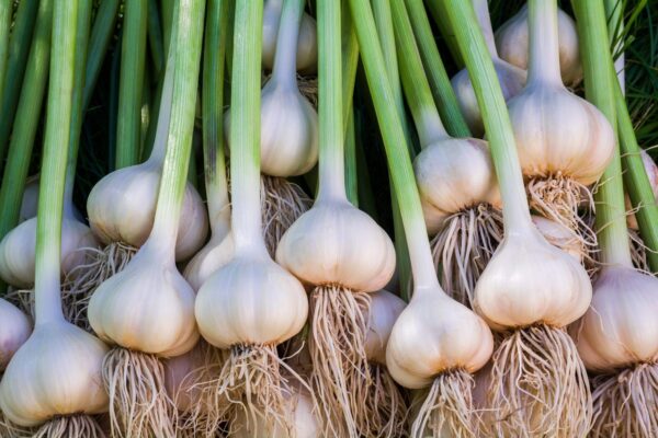 Garlic Secrets : લસણનો રસપ્રદ ઇતિહાસ અને ભારતમાં તેના આગમનની કહાણી