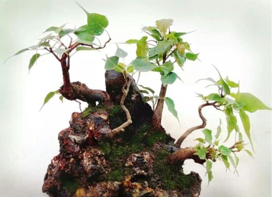 pipal tree bonsai