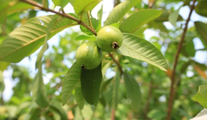 Leaves Benefits: આ 2 ફળોના પાન ચાવવાથી ખરાબ કોલેસ્ટ્રોલ અને બ્લડ પ્રેશર કંટ્રોલ થશે...