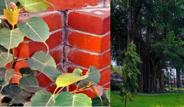 Peepal tree: ઘરમાં પીપળનું ઝાડ ઉગે છે ત્યારે શું કરવું..? વૃક્ષ અને છોડ સાથે જોડાયેલા આ 5 નિયમો જાણો