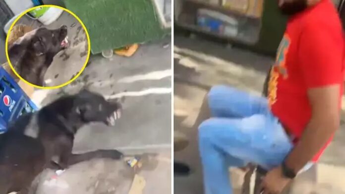 Viral Video: છોકરાઓ 'કાલુ-કાલુ' કહીને ચીડવતા રહ્યા, કાલુએ 7 સેકન્ડમાં બતાવી દીધું 'કાલુ' શું છે