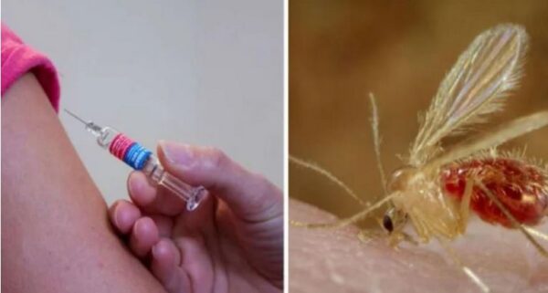 Chandipura virus