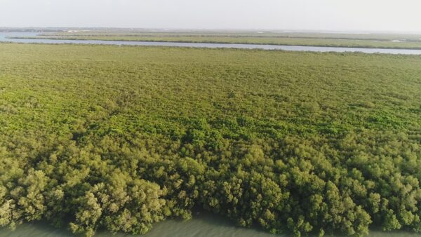Mangrove: ચેરના વૃક્ષોના વાવેતરમાં ભારતમાં ગુજરાત નંબર-2 પર, ઇકોસિસ્ટમને મદદ કરે છે આ વૃક્ષો