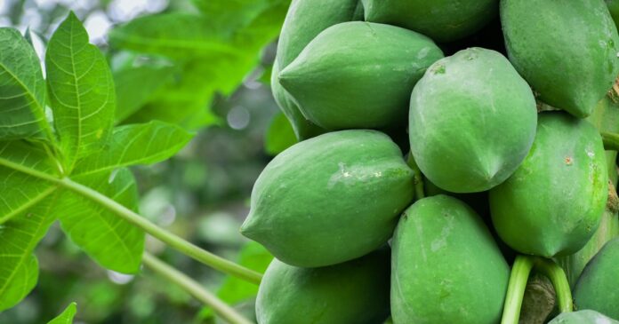 Raw Papaya benefits: કાચું પપૈયું ખાવું સ્વાસ્થ્ય માટે ફાયદાકારક, જાણો ચમત્કારી ફાયદા