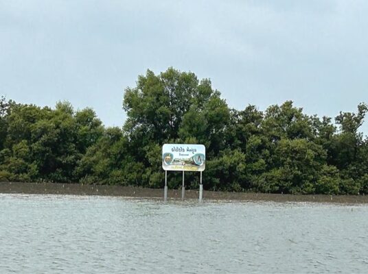 Mangrove: ચેરના વૃક્ષોના વાવેતરમાં ભારતમાં ગુજરાત નંબર-2 પર, ઇકોસિસ્ટમને મદદ કરે છે આ વૃક્ષો