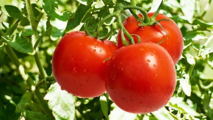 Tomato : 1 કિલો ટામેટાના ભાવે 2 લીટર પેટ્રોલ... શું ટામેટાં ફરી 200 રૂપિયાને પાર જશે
