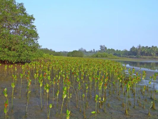 Mangrove: ચેરના વૃક્ષોના વાવેતરમાં ભારતમાં ગુજરાત નંબર-2 પર, ઇકોસિસ્ટમને મદદ કરે છે આ વૃક્ષો