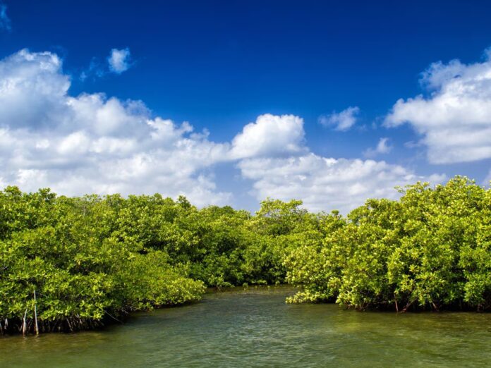 Mangrove: ચેરના વૃક્ષોના વાવેતરમાં ભારતમાં ગુજરાત નંબર-2 પર, ઇકોસિસ્ટમને મદદ કરે છે આ વૃક્ષો