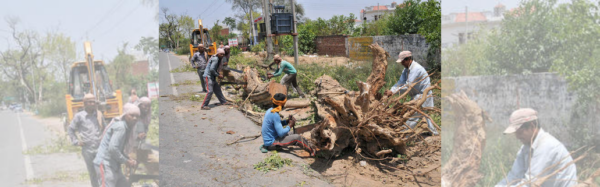 Screenshot 2024 07 31 at 11 45 19 Restraint on cutting of trees NGT decision does not go down well with city residents The Tribune India