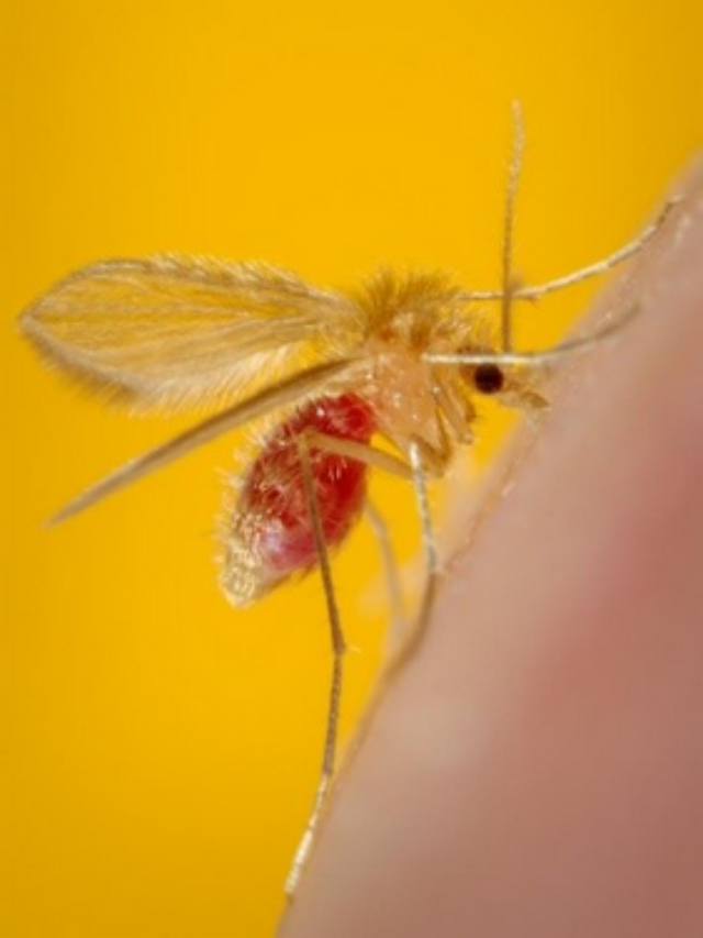 mosquito sandfly