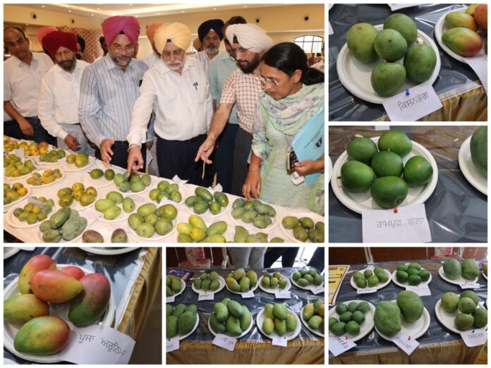 Fruit Research Center: दसूहा में आम की विभिन्न किस्मों से मन मोह लिया