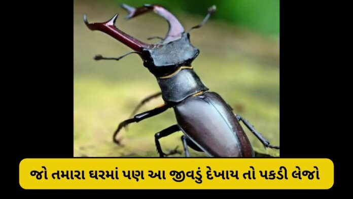 Stag Beetle