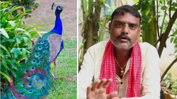 Peacock Curry
