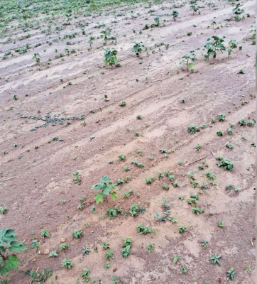 Screenshot 2024 08 02 at 11 24 43 Poor germination of cotton seeds 9 dealers lose licence The Tribune