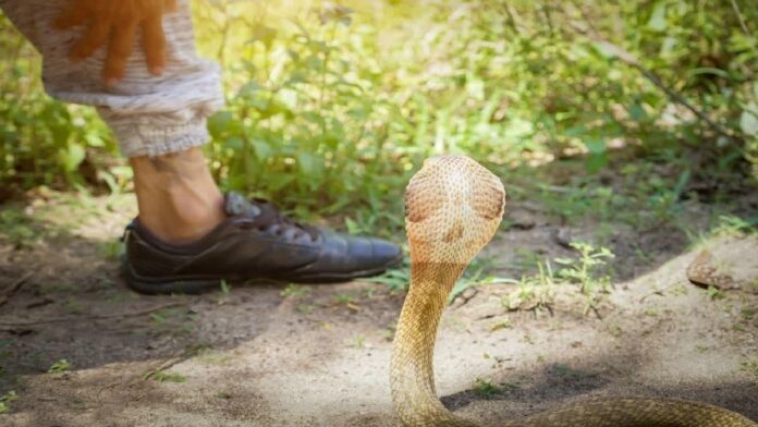 Snake Bite: આને મને ડંખ માર્યો, ડોક્ટર સાહેબ! સાપ કરડતાં જીવતો સાપ લઈને હોસ્પિટલ પહોંચ્યા