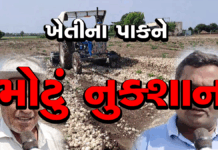 ખેડૂતોના ખેતીના પાકને મોટુ નુક્શાન #farmer #kheti #mavthu #amreli #dungali #khetar