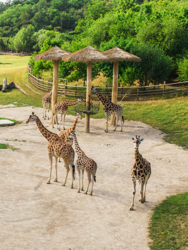 group-of-giraffes-walks-in-the-park-2025-02-24-20-16-22-utc