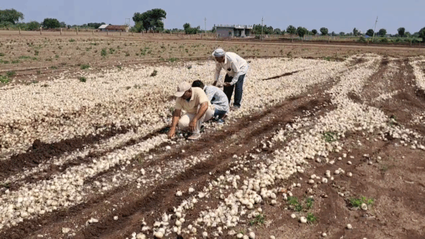 ખેડૂતોના ખેતીના પાકને મોટુ નુક્શાન #farmer #kheti #mavthu #amreli #dungali #khetar