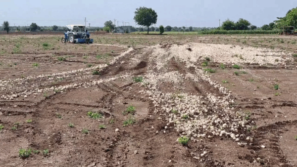 ખેડૂતોના ખેતીના પાકને મોટુ નુક્શાન #farmer #kheti #mavthu #amreli #dungali #khetar