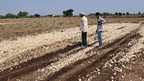 ખેડૂતોના ખેતીના પાકને મોટુ નુક્શાન #farmer #kheti #mavthu #amreli #dungali #khetar