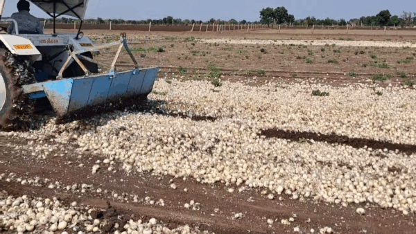 ખેડૂતોના ખેતીના પાકને મોટુ નુક્શાન #farmer #kheti #mavthu #amreli #dungali #khetar