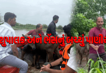 નવસારી: મરોલી ગામમાં પશુપાલક અને ભેંસનું બચ્ચું પાણીમાં ફસાયા #navsari #rain #maroligam #farmer